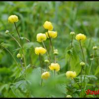 10 trolle d europe trollius europaeus ranunculacee