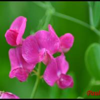 101 gesse tubereuse lathyrus tuberosus fabacée