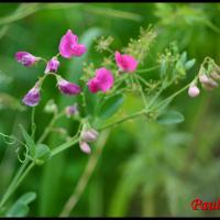 101 gesse tubereuse lathyrus tuberosus fabacée