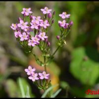 102 petite centauree rouge centaurium erythraea gentianacee