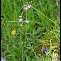 102 petite centauree rouge centaurium erythraea gentianacee