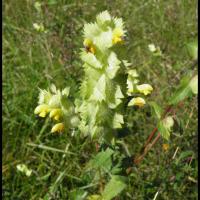 104 rhinanthe crete de coq rhinanthus alectopolophus scrophulariacee