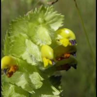 104 rhinanthe crete de coq rhinanthus alectopolophus scrophulariacee