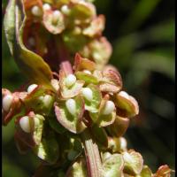 105 rumex aquatique rumex aquaticus polygonacée