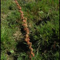 105 rumex aquatique rumex aquaticus polygonacée