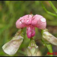 106 gesse des bois lathyrus sylvestris fabacee