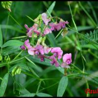 106 gesse des bois lathyrus sylvestris fabacee