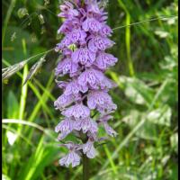 107 orchis tachete dactylorhiza maculata orchidacee