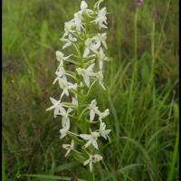 108 platanthere a 2 feuilles platanthera bifolia orchidacee