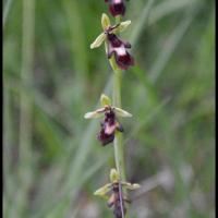 109 ophrys mouche ophrys insectifera orchidacee