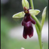 109 ophrys mouche ophrys insectifera orchidacee