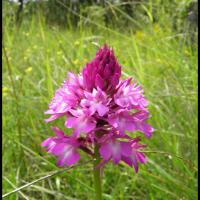 110 orchis pyramidal anacamptis pyramidalis orchidacee