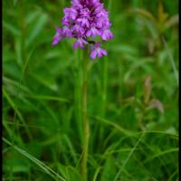 110 orchis pyramidal anacamptis pyramidalis orchidacee