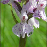 111 orchis de fuchs dactylorhiza fuchsii orchidacee