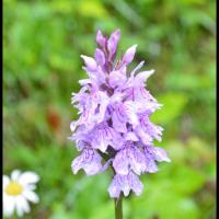 111 orchis de fuchs dactylorhiza fuchsii orchidacee