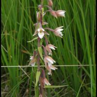 113 epipactis des marais epipactis palustris orchidacee