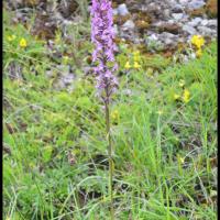 115 orchis moucheron gymnademe a long eperon gymnadenia conopsea orchidacee