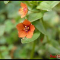 118 mouron des champs anagallis arvensis primulacee