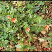 118 mouron des champs anagallis arvensis primulacee