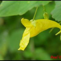 12 impatiens n y touchez pas impatiens noli tangere balsaminacee