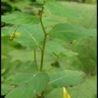 12 impatiens n y touchez pas impatiens noli tangere balsaminacee