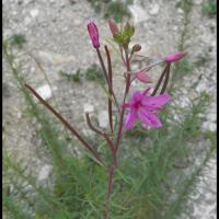 120 epilobe romarin epilobium dodonaei onagracee