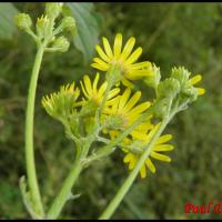 122 seneçon a feuilles de roquette senecio erucifolius asteracee