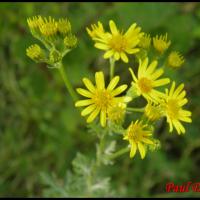 122 seneçon a feuilles de roquette senecio erucifolius asteracee