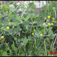 123 luzerne lupuline medicago lupulina fabacee