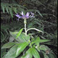 124 centauree des montagnes centaurea montana asteracee