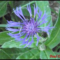 124 centauree des montagnes centaurea montana asteracee