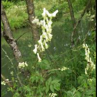 125 aconit tue loup aconitum lycoctonum vulparia ranunculacee