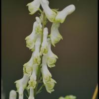 125 aconit tue loup aconitum lycoctonum vulparia ranunculacee