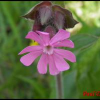 127 compagnon rouge silene dioica caryophyllacee