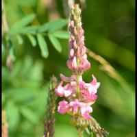 128 sainfoin esparcette onobrychis viciifolia fabacee