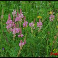 128 sainfoin esparcette onobrychis viciifolia fabacee