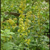 129 solidage verge d or solidago virgaurea asteracee