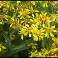 129 solidage verge d or solidago virgaurea asteracee