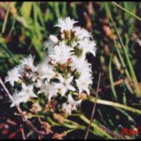 13 trefle d eau menyanthes trifoliata menyanthacee