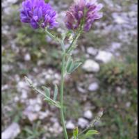 130 luzerne medicago savita fabacee