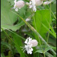 131 silene enfle silene vulgaris caryophyllacee