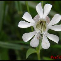 131 silene enfle silene vulgaris caryophyllacee