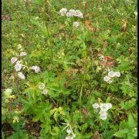 133 grande astrance astrantia major apiacee