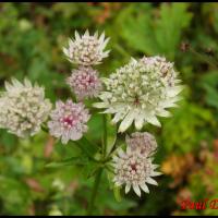 133 grande astrance astrantia major apiacee