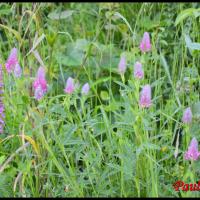 134 trefle rouge trifolium rubens fabacée