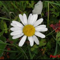135 marguerite leucanthenum vulgare asteracee