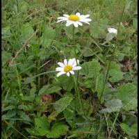 135 marguerite leucanthenum vulgare asteracee
