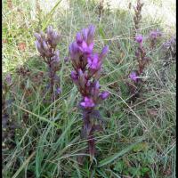 136 gentiane d allemagne gentianella germanica gentianacee