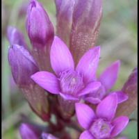 136 gentiane d allemagne gentianella germanica gentianacee