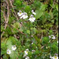 138 euphraise officinale casse lunette euphrasia officinalis scrophulariacee